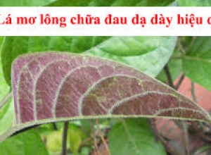 Tuyệt chiêu chữa dạ dày bằng lá mơ lông an toàn hiệu quả nhất hiện nay